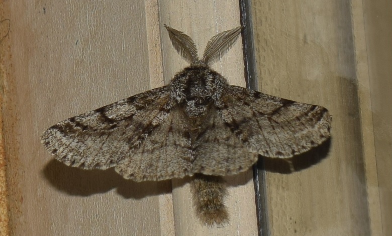 Lycia hirtaria (Geometridae)? S